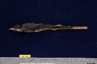 藏品(白耳畫眉)的圖片